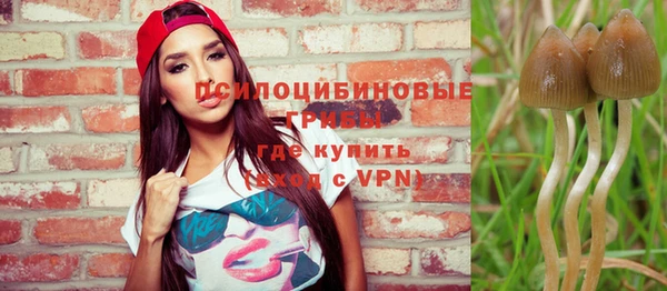 прущие грибы Лабытнанги